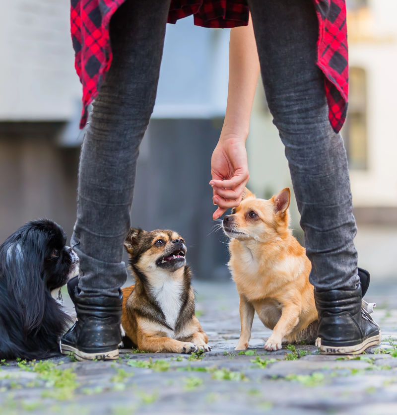 hundehalter-mehrere-hunde-community