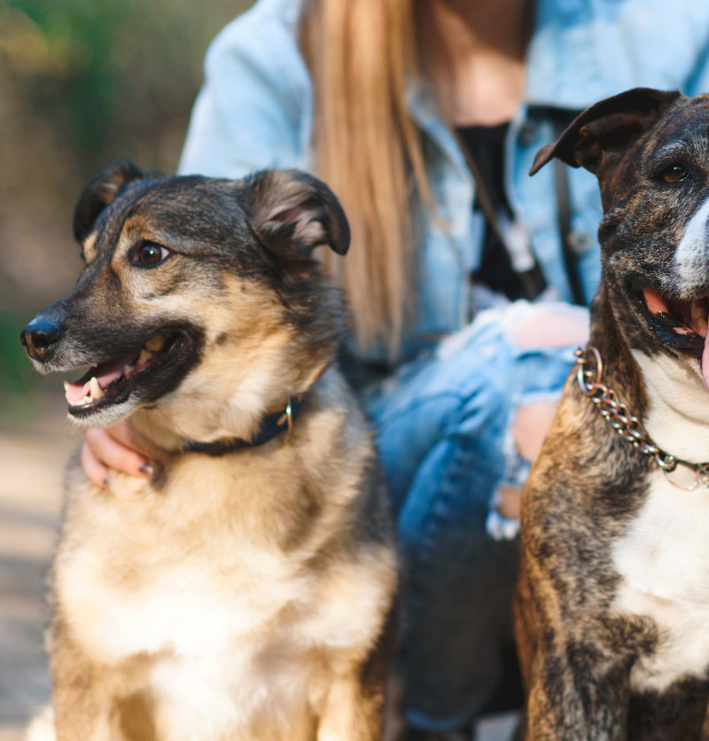 hundehalter-mehrhunde-community