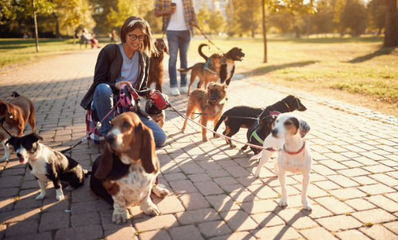 mehrhundehalterin-community