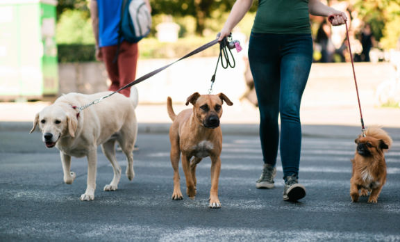 unterwegs-mehrere-hunde-community