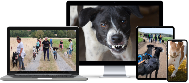 onlinekurs-mehrhundehaltung-training-sicher-unterwegs