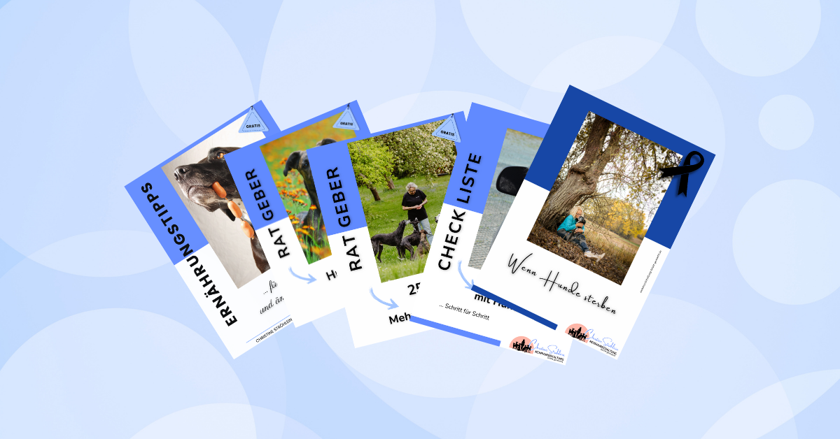 Trainingsplan "10 Hundespiele für mehr Vertrauen und Sicherheit"
